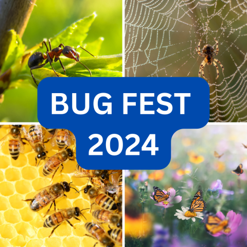 Bug Fest 2024