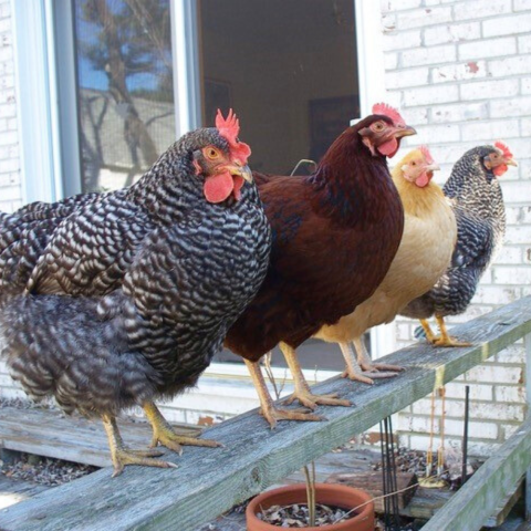 Photo of four chickens on a porch rail