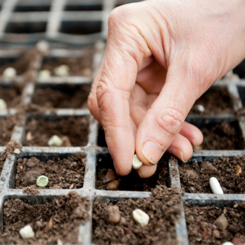 Photo of hand putting a seed down