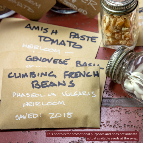 Photo of seed saver containers and packets on a dark red table