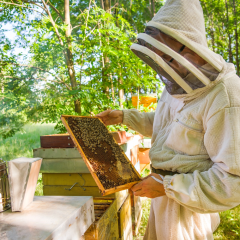 Photo of a Beekeeper examining part of a hive