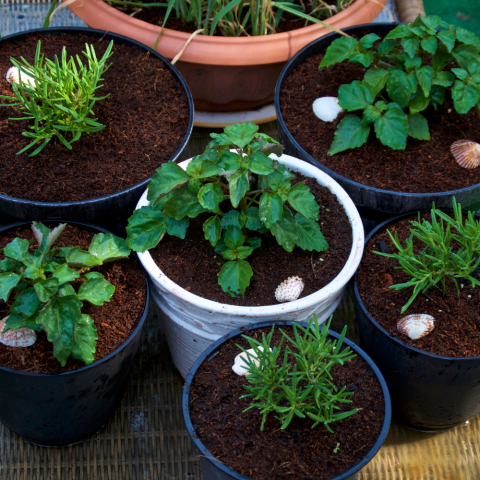 Photo of pots with plants in them