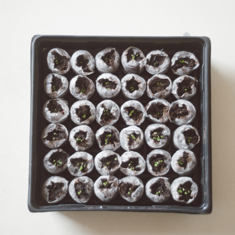 Photo taken from above of a square tray containing multiple seed starts