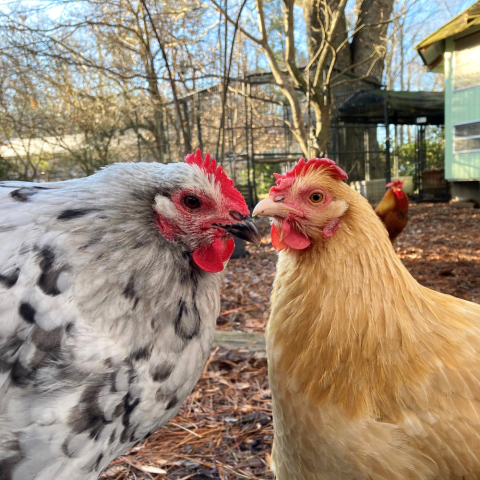 Two chickens outside in a yard, one chicken is brownish-orange and the other is white, gray, and black spotted