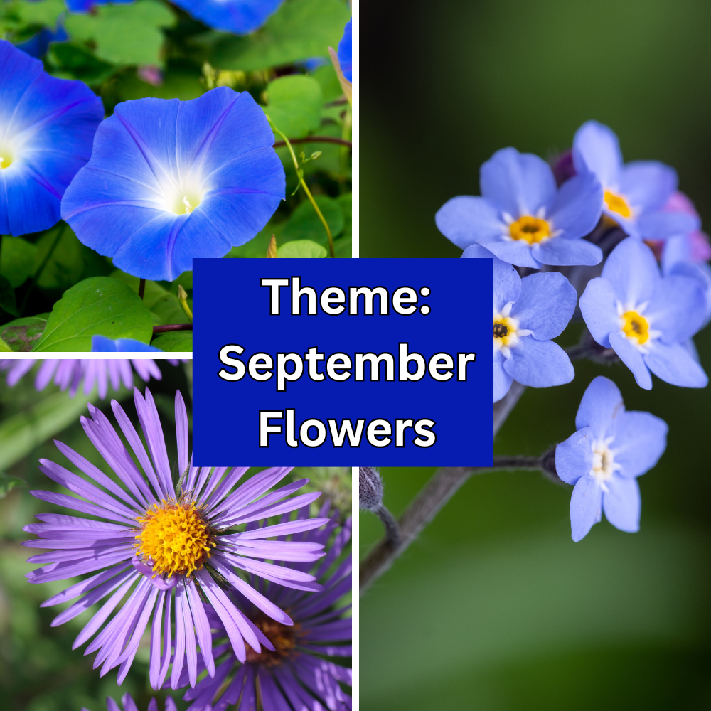 Pictures of morning glory, aster, and forget-me-not flowers