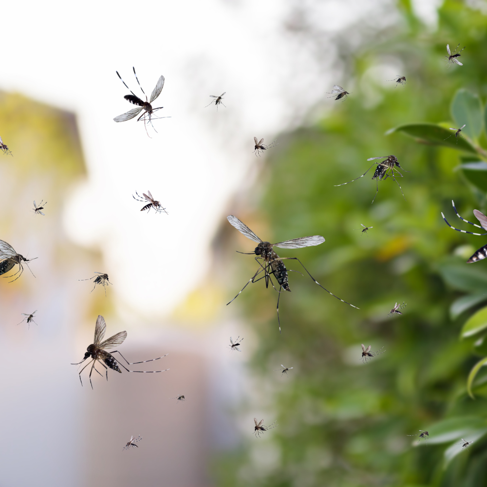Photo of a swarm of mosquitos outside
