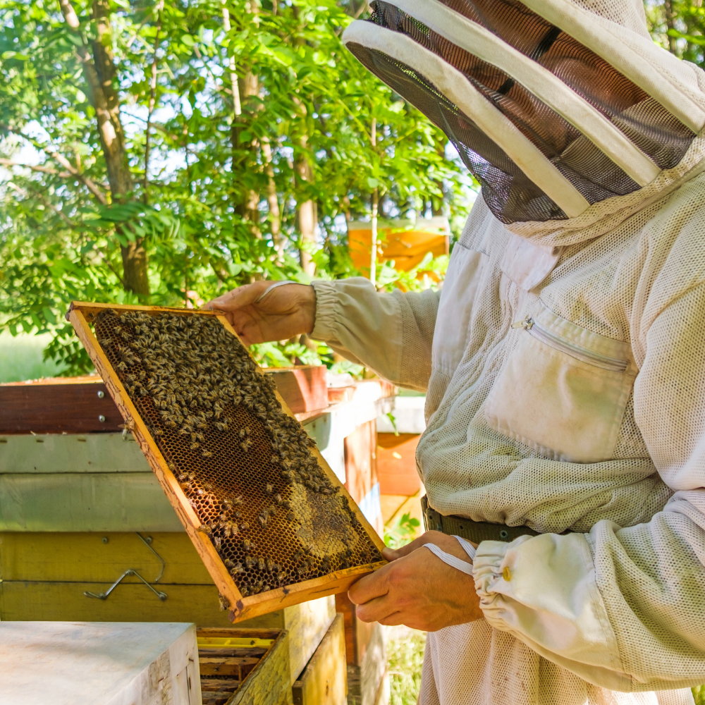 Photo of a Beekeeper examining part of a hive